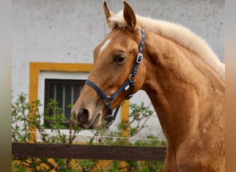 Andalusian, Stallion, 1 year, 14.2 hh, Palomino