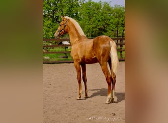 Andalusian, Stallion, 1 year, 14.2 hh, Palomino