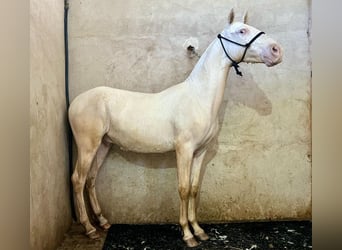 Andalusian, Stallion, 1 year, 14.3 hh, Cremello