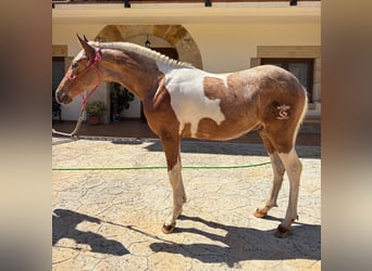 Andalusian, Stallion, 1 year, 14,1 hh, Pinto