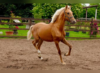 Andalusian, Stallion, 1 year, 14,2 hh, Palomino
