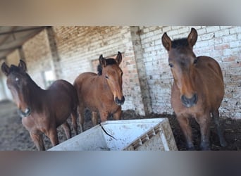 Andalusian, Stallion, 1 year, 15.1 hh