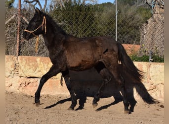 Andalusian, Stallion, 1 year, 15.2 hh, Black