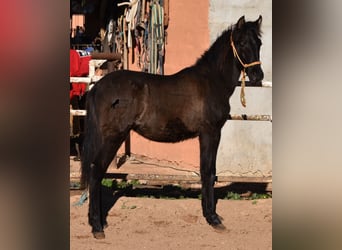 Andalusian, Stallion, 1 year, 15.2 hh, Black