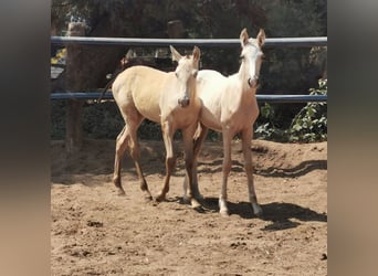 Andalusian, Stallion, 1 year, 15.2 hh, Champagne