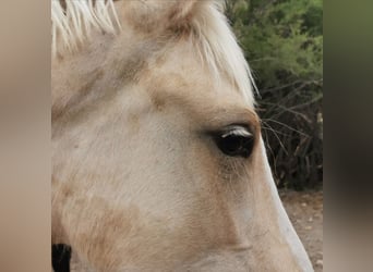 Andalusian, Stallion, 1 year, 15.2 hh, Cremello