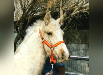 Andalusian, Stallion, 1 year, 15.2 hh, Cremello