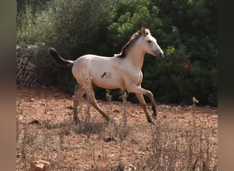 Andalusian, Stallion, 1 year, 15.2 hh, Dun