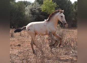 Andalusian, Stallion, 1 year, 15.2 hh, Dun