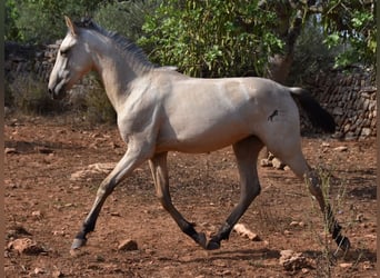 Andalusian, Stallion, 1 year, 15.2 hh, Dun