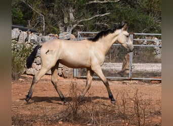 Andalusian, Stallion, 1 year, 15.2 hh, Dun