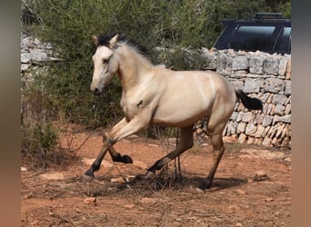 Andalusian, Stallion, 1 year, 15.2 hh, Dun