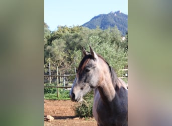 Andalusian, Stallion, 1 year, 15.2 hh, Grey