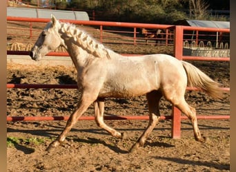 Andalusian, Stallion, 1 year, 15.2 hh, Palomino