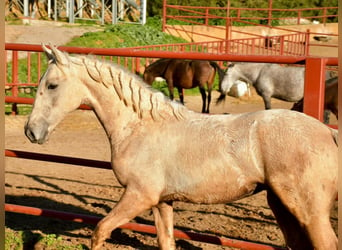 Andalusian, Stallion, 1 year, 15.2 hh, Palomino
