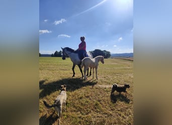 Andalusian, Stallion, 1 year, 15,2 hh, Perlino