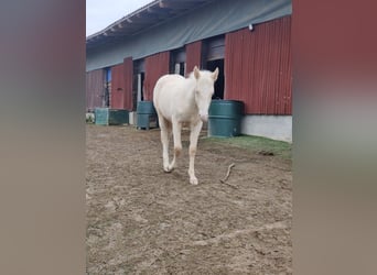 Andalusian, Stallion, 1 year, 15,2 hh, Perlino