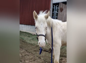 Andalusian, Stallion, 1 year, 15,2 hh, Perlino