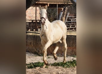 Andalusian, Stallion, 1 year, 15.3 hh, Perlino