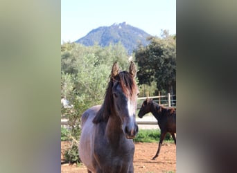 Andalusian, Stallion, 1 year, 15,2 hh, Grey