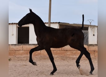 Andalusian, Stallion, 1 year, 16.1 hh, Black