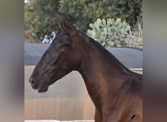Andalusian, Stallion, 1 year, 16.1 hh, Black