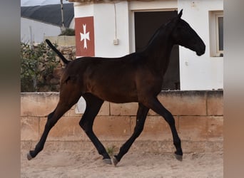 Andalusian, Stallion, 1 year, 16.1 hh, Black