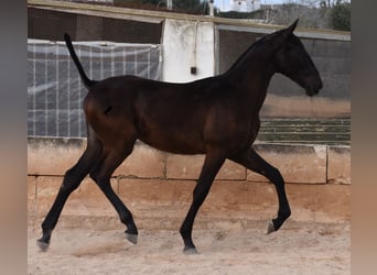 Andalusian, Stallion, 1 year, 16.1 hh, Black