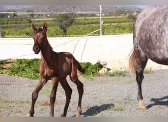 Andalusian, Stallion, 1 year, 16 hh, Bay