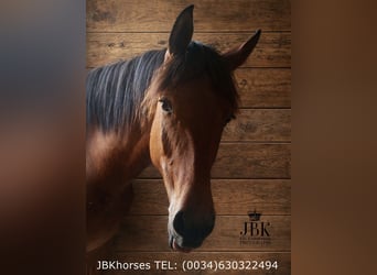 Andalusian, Stallion, 1 year, 16 hh, Brown