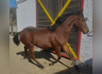 Andalusian, Stallion, 1 year, 16 hh, Brown