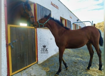 Andalusian Mix, Stallion, 1 year, 16 hh, Brown