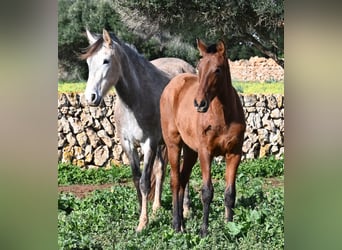 Andalusian, Stallion, 1 year, 16 hh, Brown