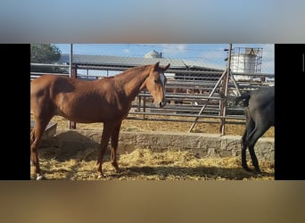 Andalusian, Stallion, 1 year, 16 hh, Chestnut-Red