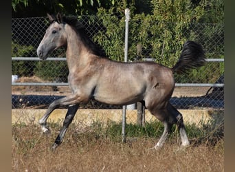 Andalusian, Stallion, 1 year, 16 hh, Gray
