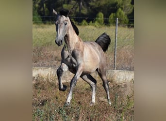 Andalusian, Stallion, 1 year, 16 hh, Gray
