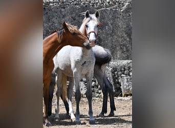 Andalusian, Stallion, 1 year, 16 hh, Grey