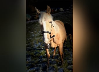 Andalusian Mix, Stallion, 1 year, 16 hh, Palomino
