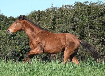 Andalusian Mix, Stallion, 1 year, 16,1 hh, Brown