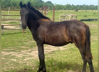 Andalusian, Stallion, 1 year, Black