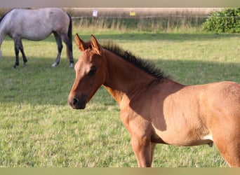 Andalusian, Stallion, 1 year, Brown