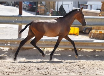 Andalusian, Stallion, 1 year, Gray