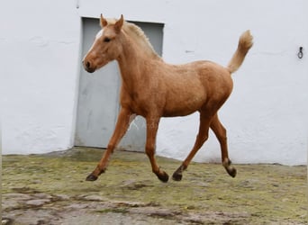 Andalusian, Stallion, 1 year, Palomino