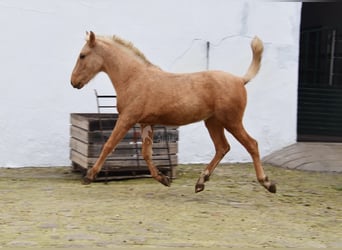 Andalusian, Stallion, 1 year, Palomino