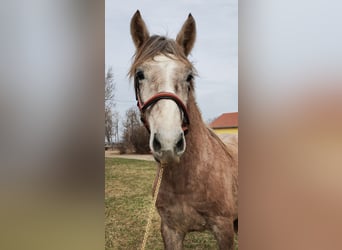 Andalusian Mix, Stallion, 2 years, 14.1 hh, Gray-Red-Tan