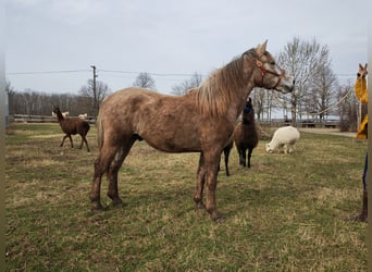 Andalusian Mix, Stallion, 2 years, 14.1 hh, Gray-Red-Tan