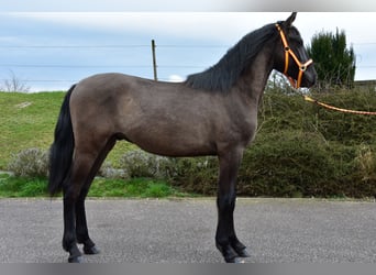 Andalusian, Stallion, 2 years, 14.3 hh, Black