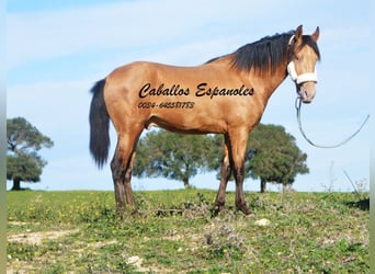 Andalusian, Stallion, 2 years, 14.3 hh, Champagne