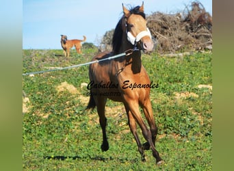 Andalusian, Stallion, 2 years, 14.3 hh, Champagne