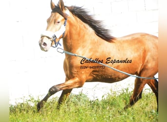 Andalusian, Stallion, 2 years, 14.3 hh, Champagne